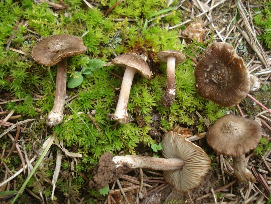 Волоконница волокнистая (Inocybe rimosa)