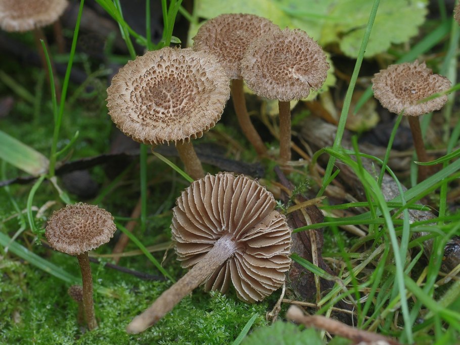 Inocybe rimosa