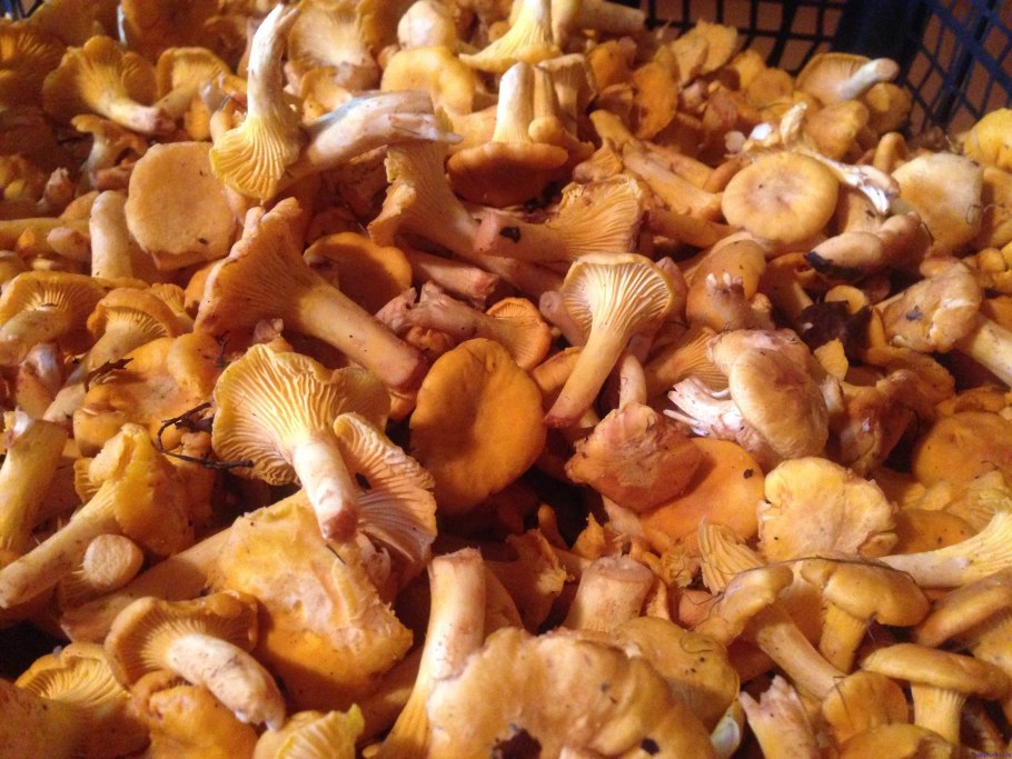 Грибы лисички замороженные