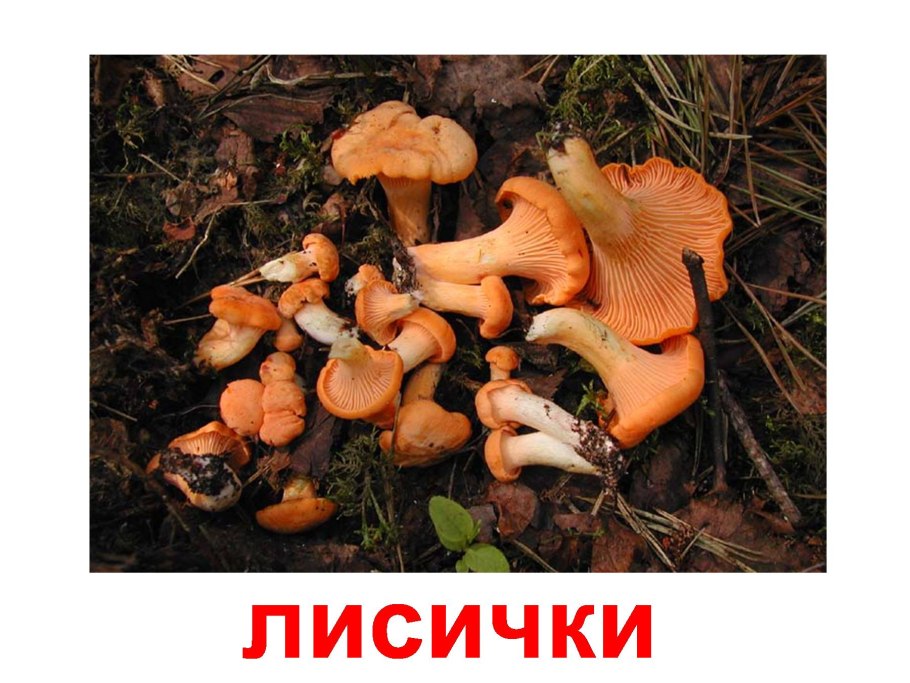Грибы лисички, опята