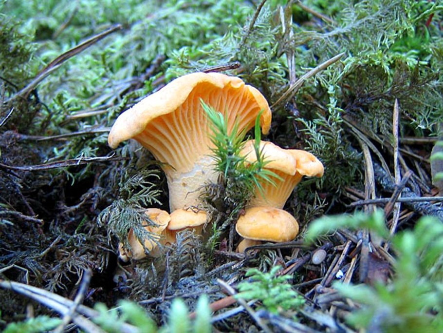 Съедобные грибы лисички