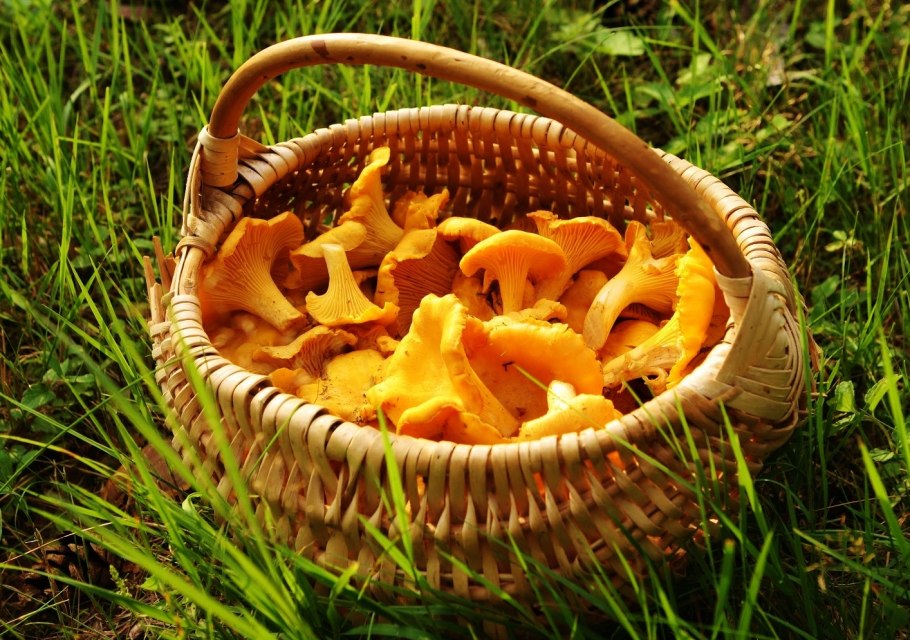 Гриб Лисичка Сахалин