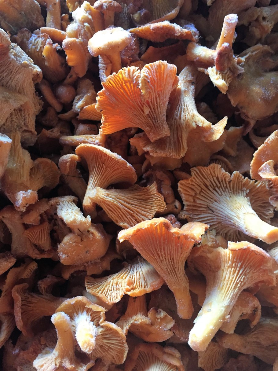 Съедобные грибы лисички