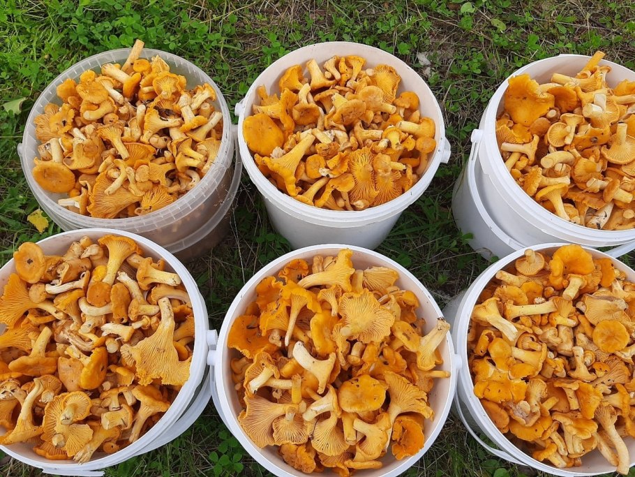 Грибы лисички стаи много