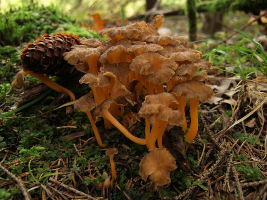 Лисичка трубчатая ворончатая