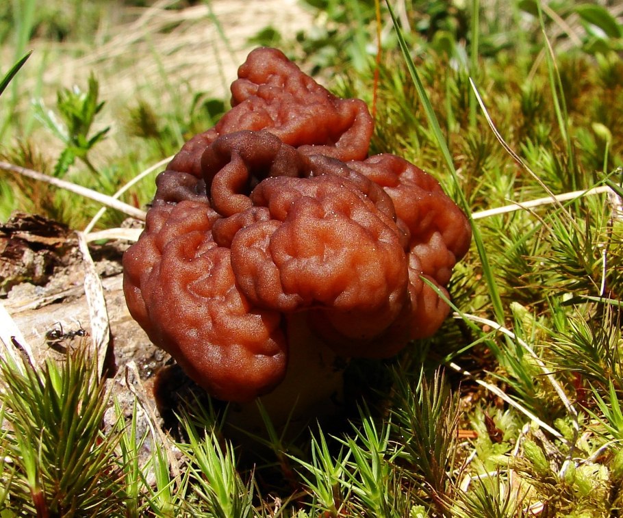 Gyromitra esculenta
