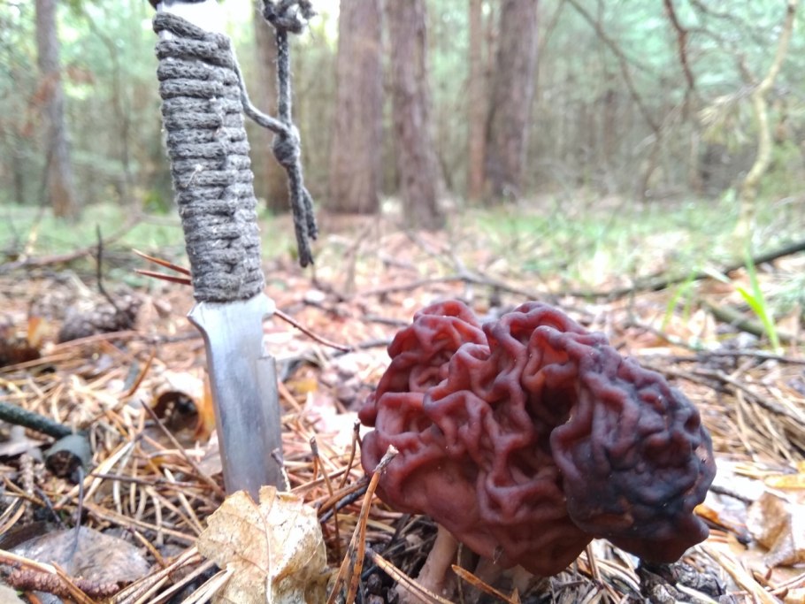 Разрез строчок гриб