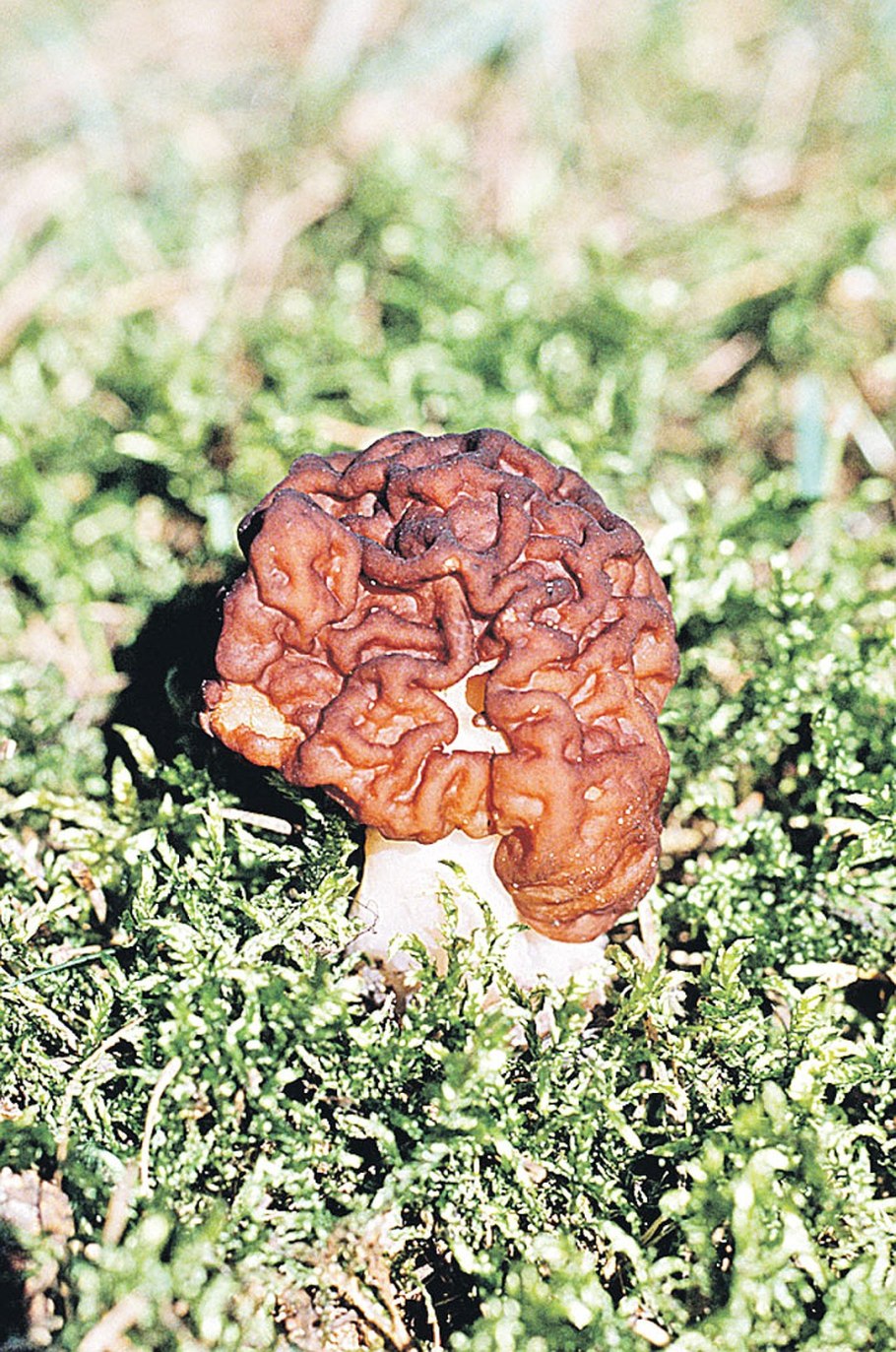 Строчок обыкновенный