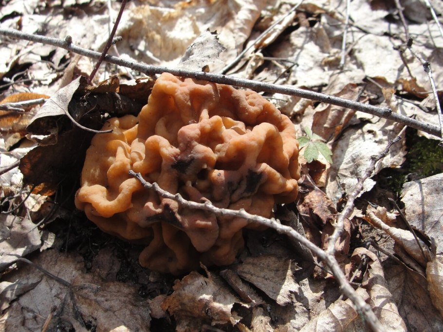 Гигасы грибы