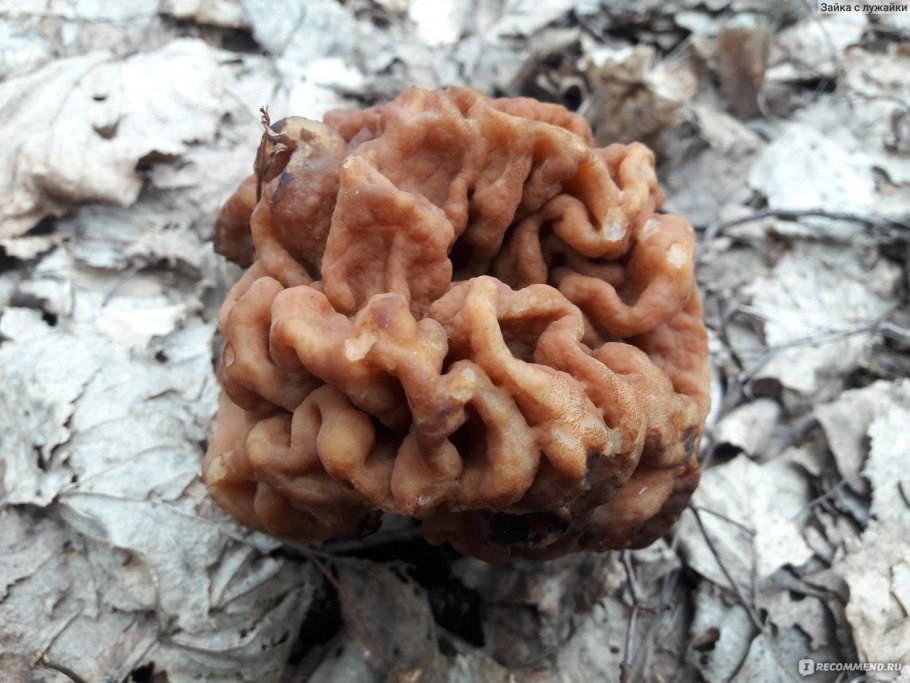 Строчки грибы фото ложные