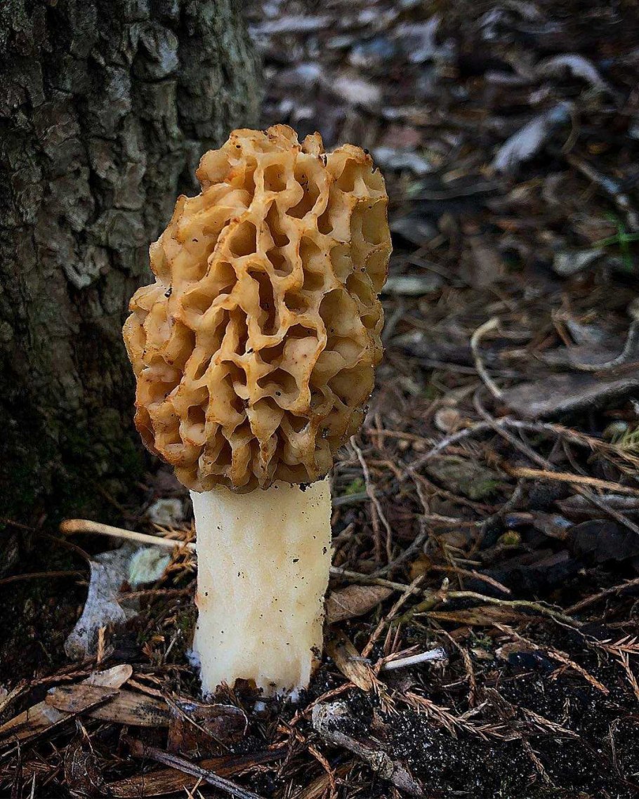 Сморчок и строчок