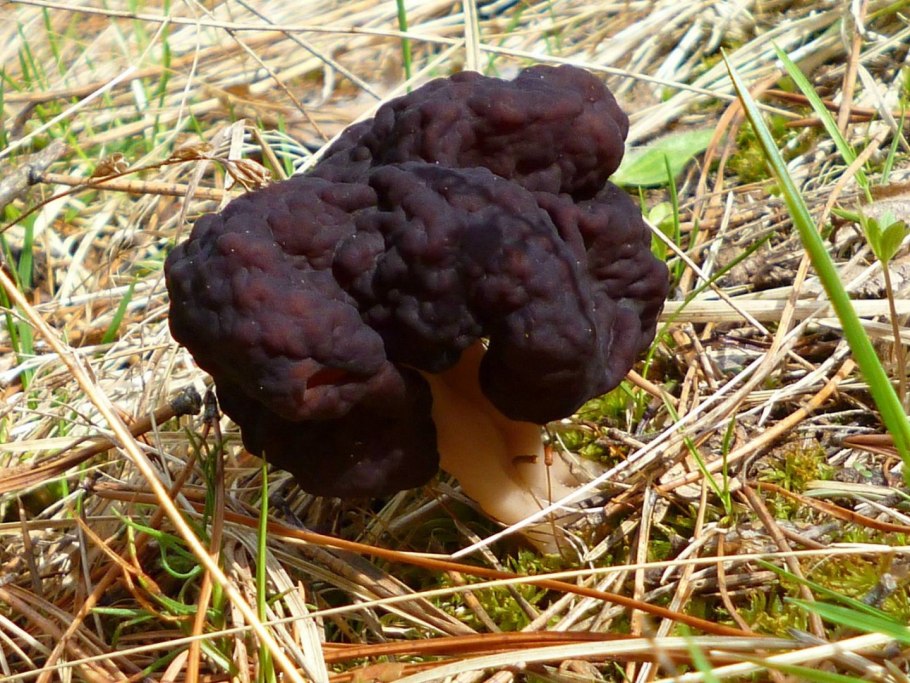 Строчок обыкновенный гиромитрин