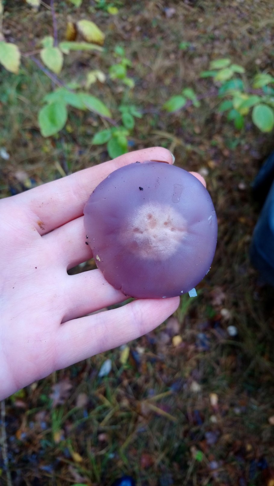 Рядовка сорная грязная