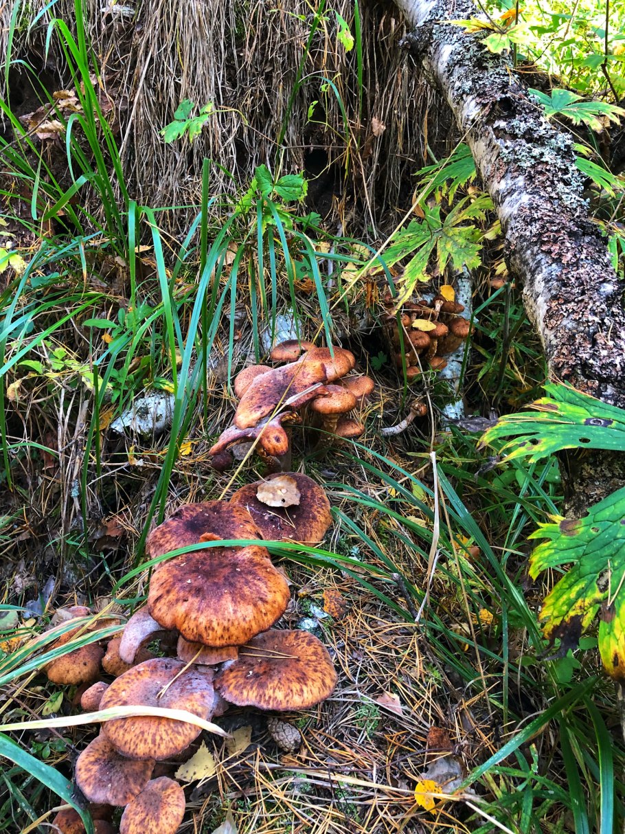 Опёнок осенний (Armillaria mellea)