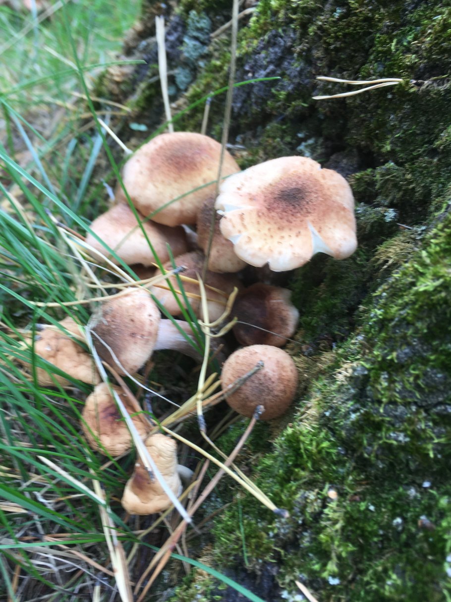 Опенок темный Armillaria ostoyae