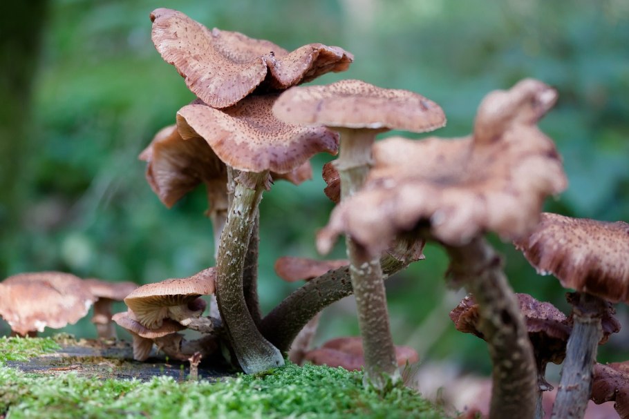 Опенок осенний (Armillaria mellea; Armillaria Borealis