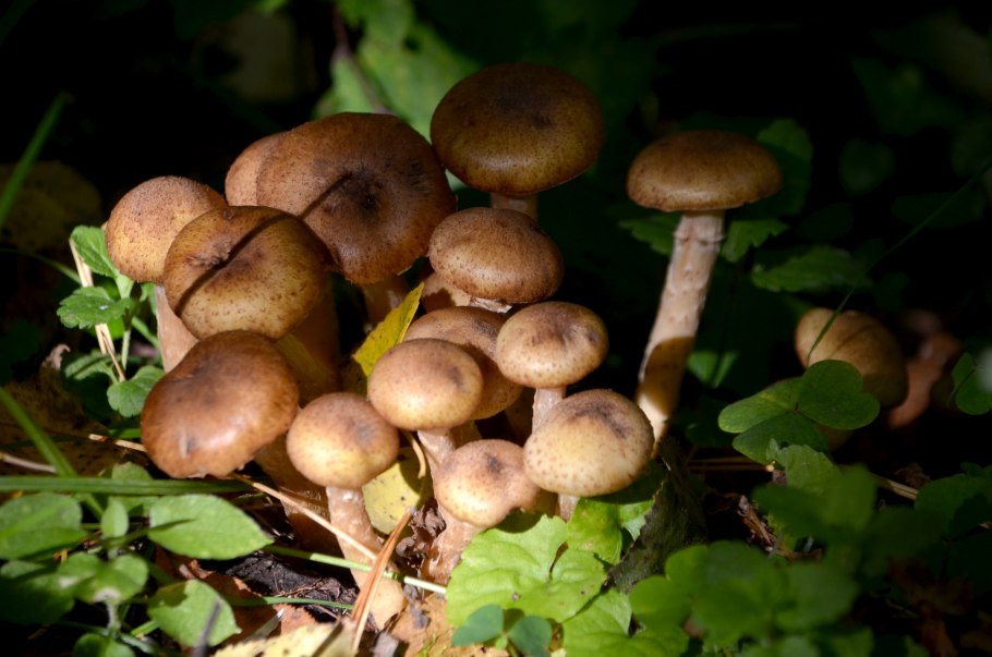 Опёнок осенний (Armillaria mellea)
