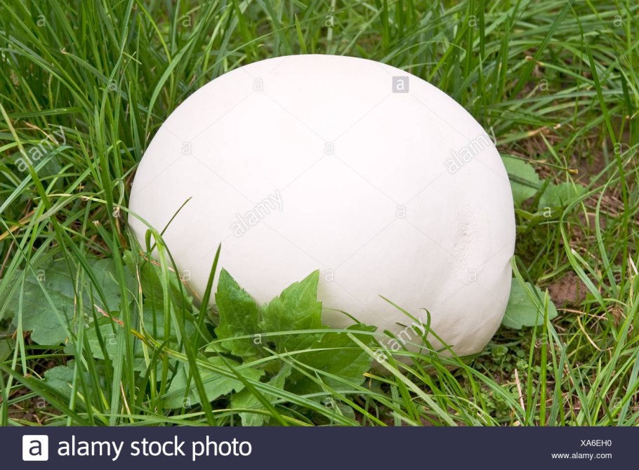 Гриб Calvatia gigantea