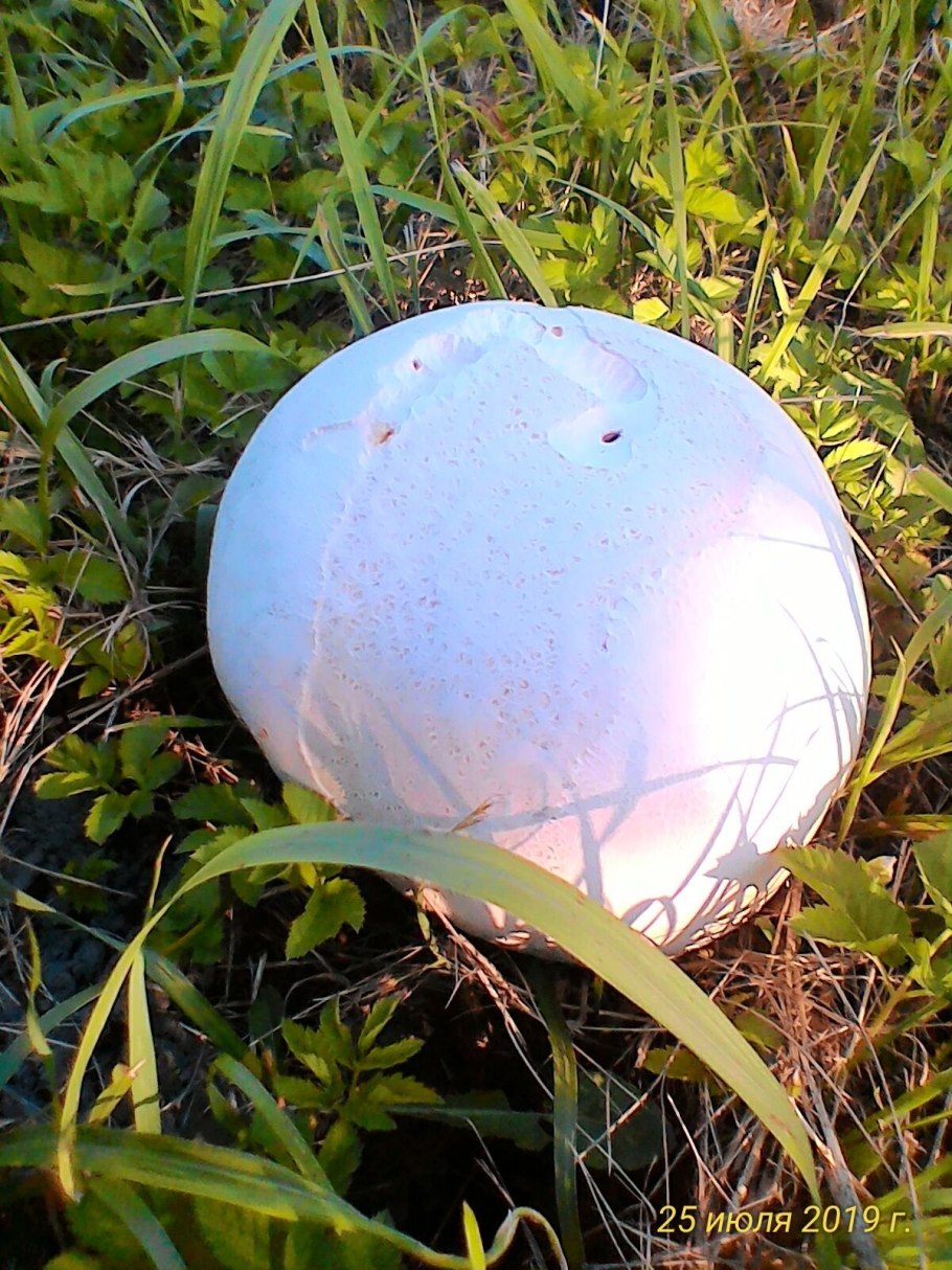 Calvatia utriformis (ГОЛОВАЧ мешковатый)