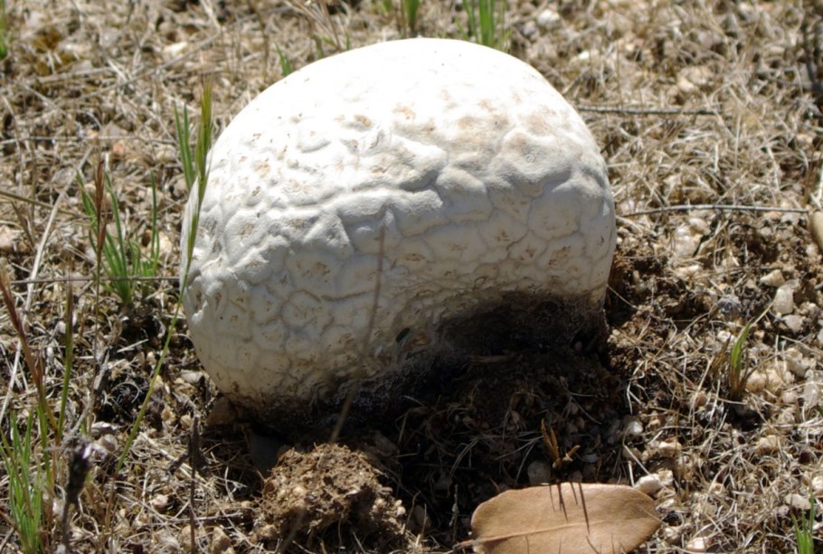 Calvatia utriformis (головач мешковатый)
