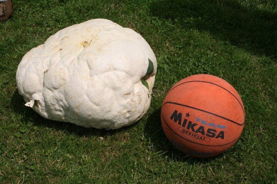 Гриб ЛАНГЕРМАНИЯ ГОЛОВАЧ