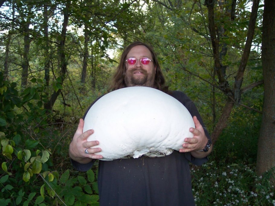 Дождевик ГОЛОВАЧ гигантский