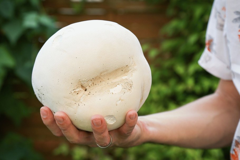 Гриб Calvatia gigantea
