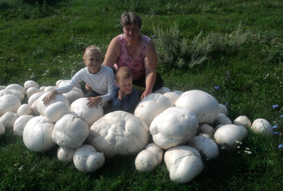 ГОЛОВАЧ гигантский гриб съедобен