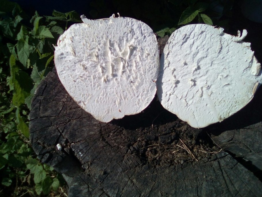 Гриб ГОЛОВАЧ мешковатый