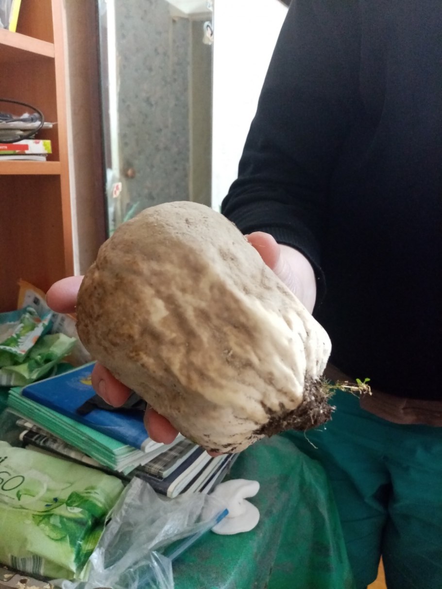 ГОЛОВАЧ мешковатый (Bovistella utriformis)