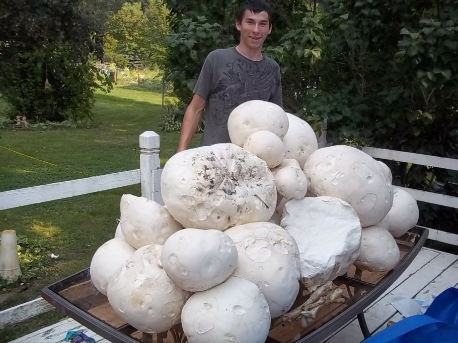 Гриб Calvatia gigantea