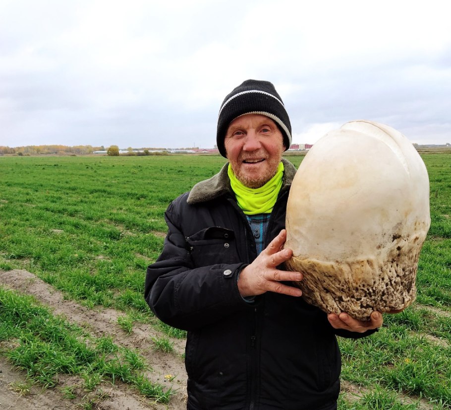 Гриб Calvatia gigantea