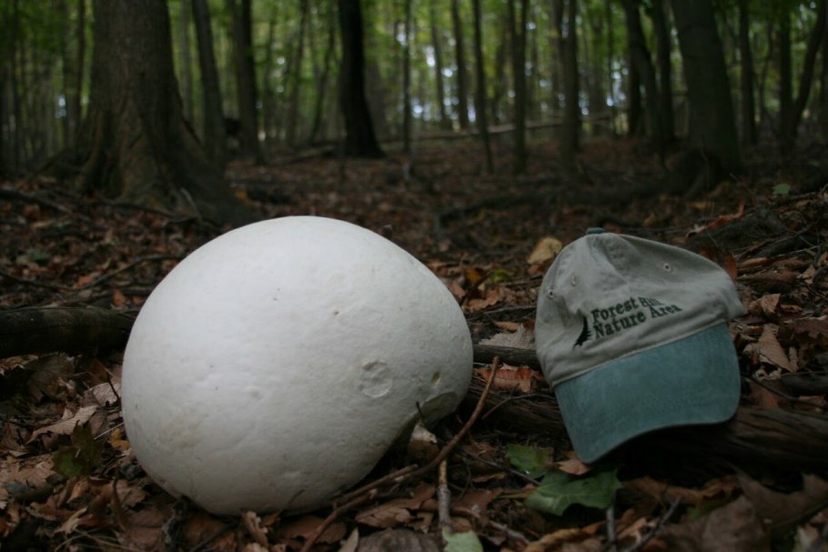 Гриб Calvatia gigantea