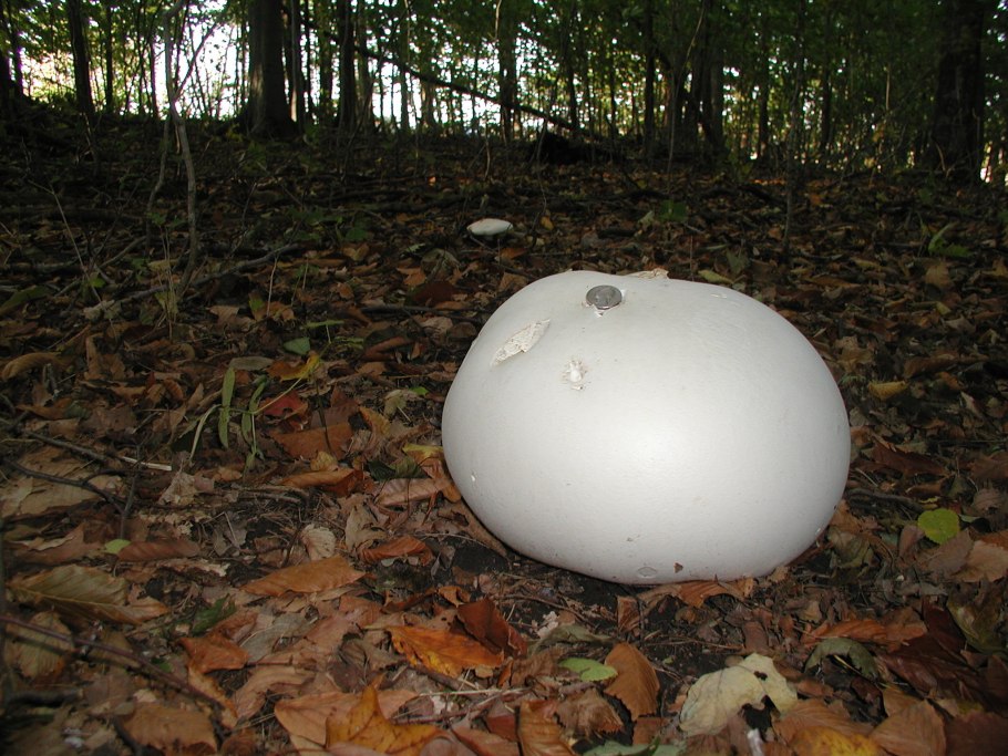 Дождевик головач гигантский