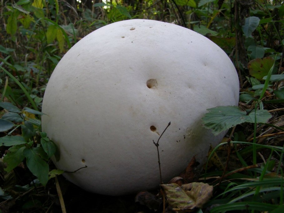 Гриб Calvatia gigantea