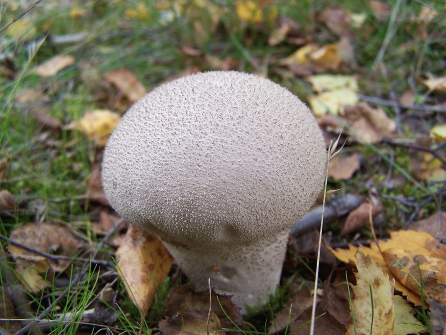 Гриб Calvatia gigantea