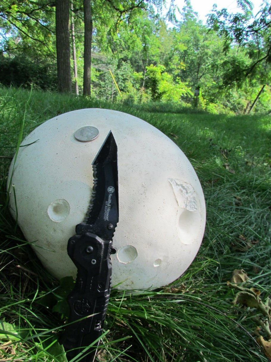 Дождевик ГОЛОВАЧ гигантский