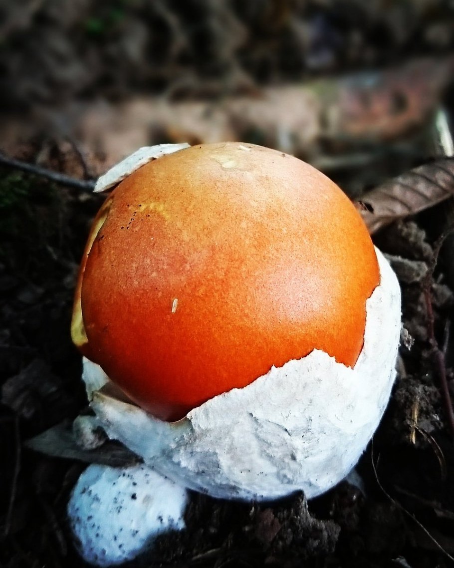 Цезарский мухомор