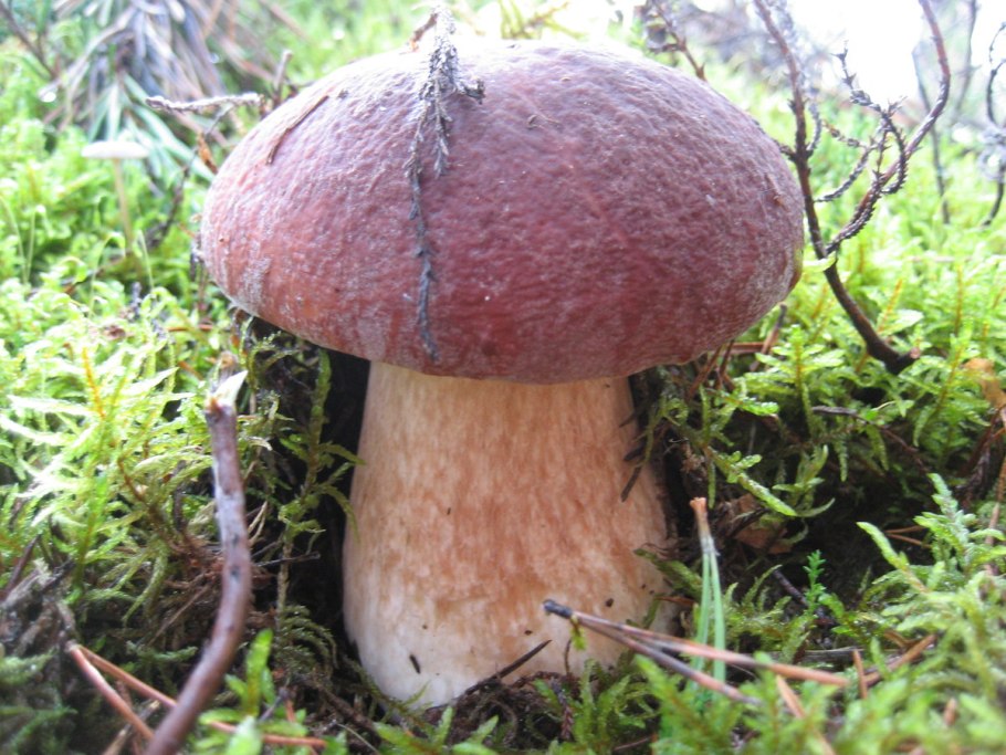 Царский гриб Приморский