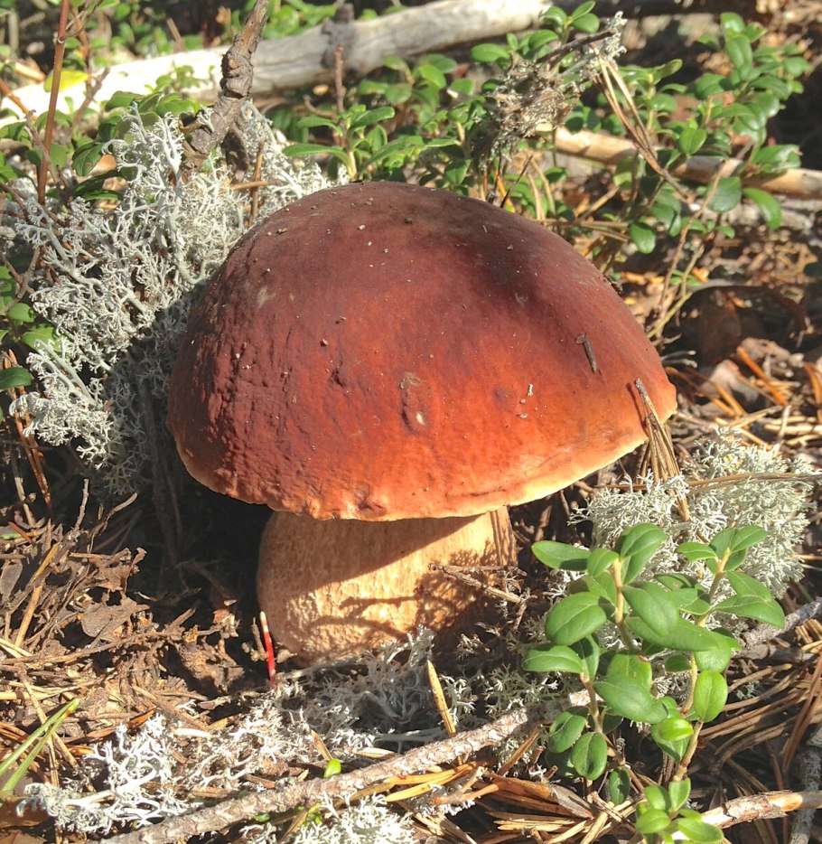 Гриб цезарский Приморье