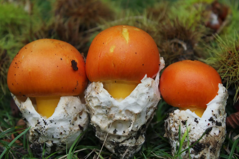 Цезарский мухомор