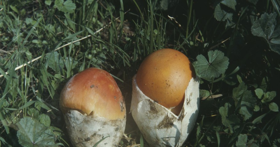 Гриб цезарский Приморье