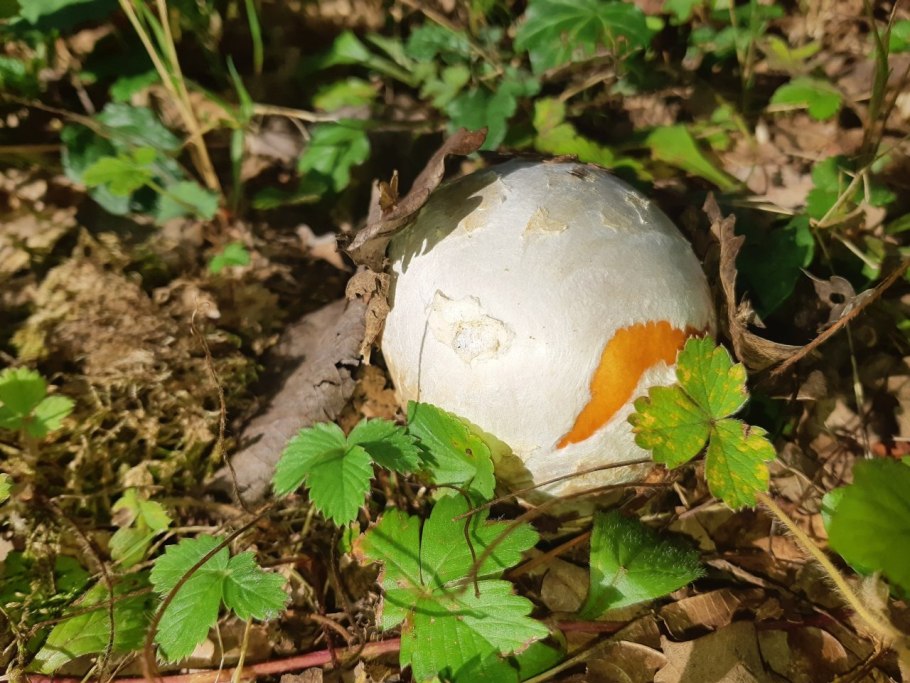 Крымский гриб Цезарь