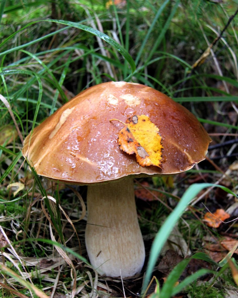 Царский гриб Приморский