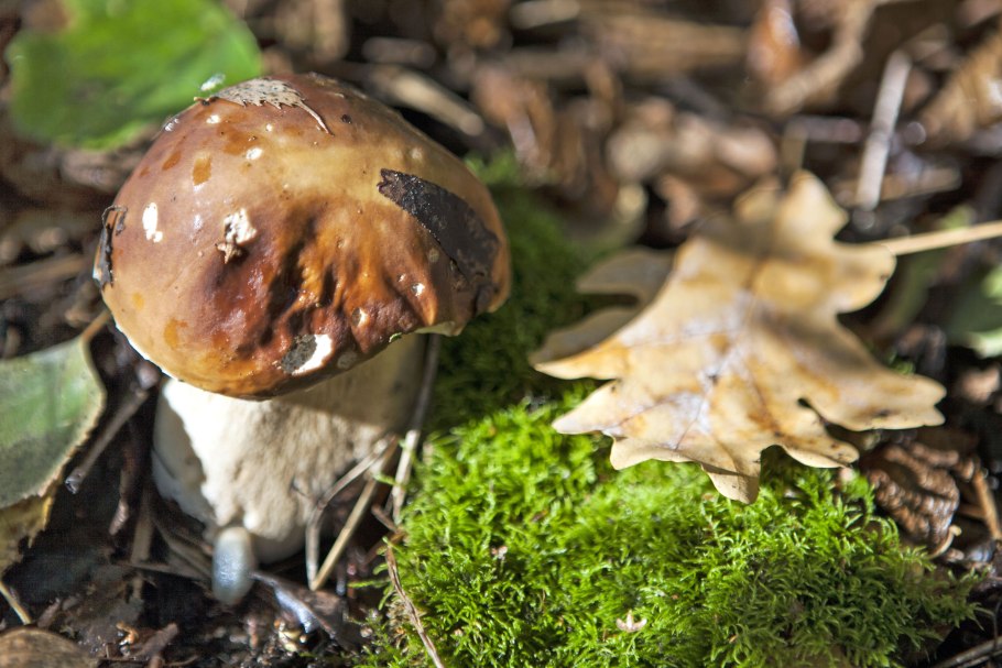 Гриб Боровик царь грибов