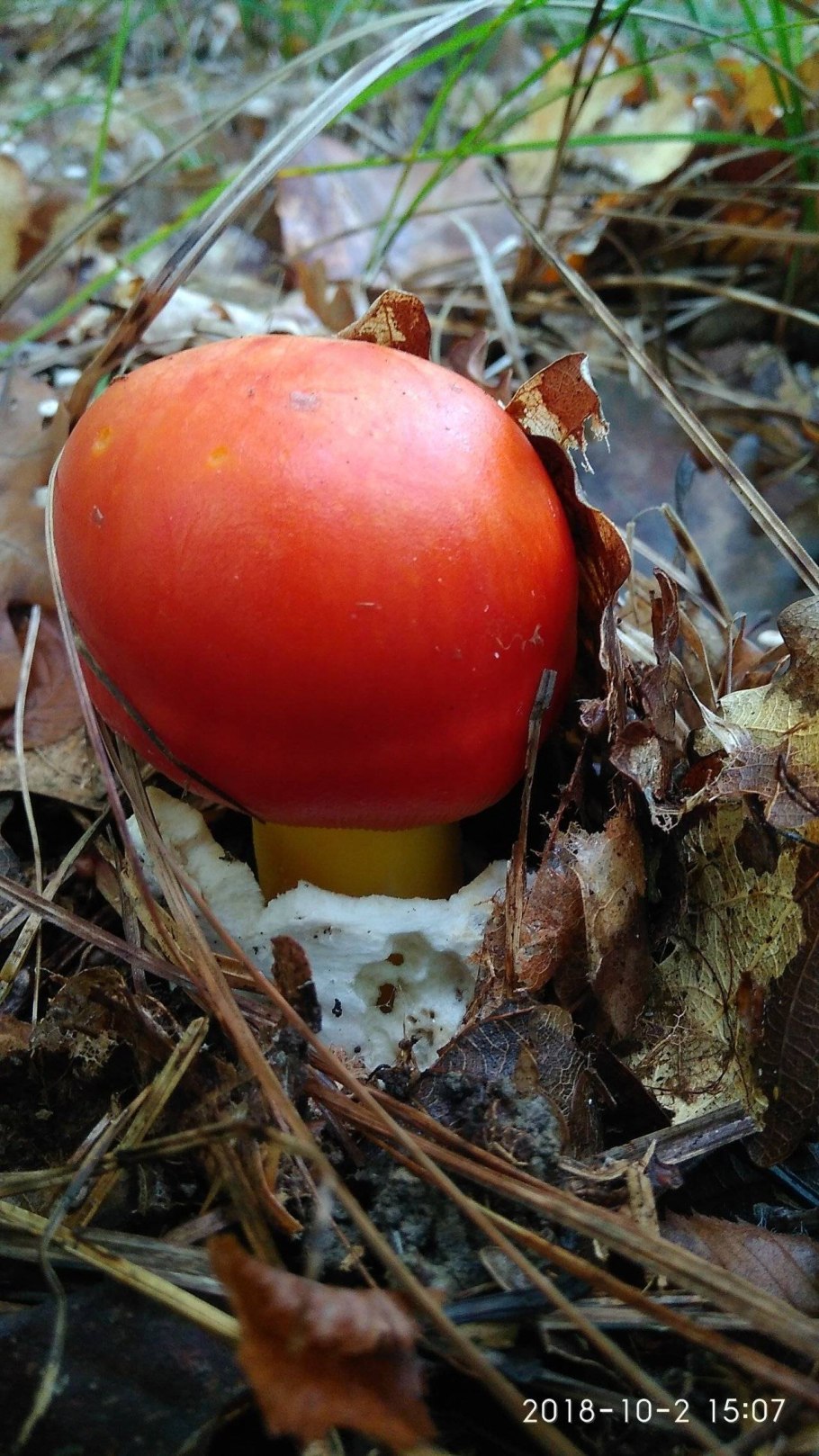 Цезарский (Кесарев) гриб