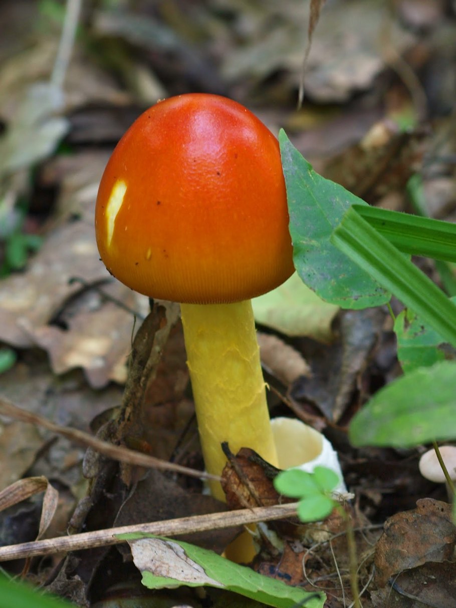 Гриб цезарский Приморье