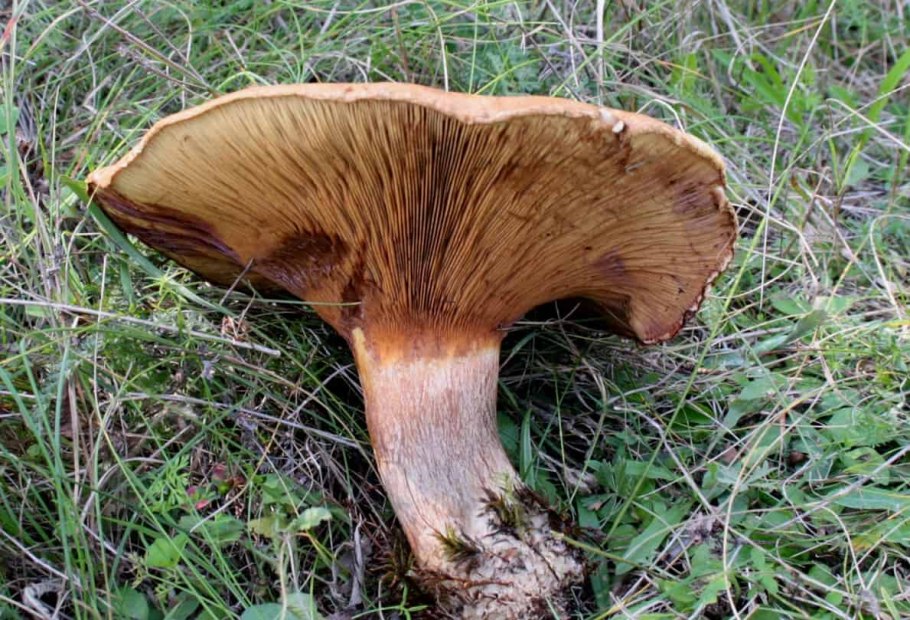 Дубовик свинушки