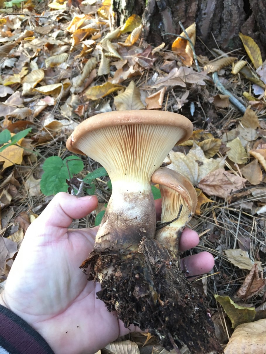 Свинушка толстоногая