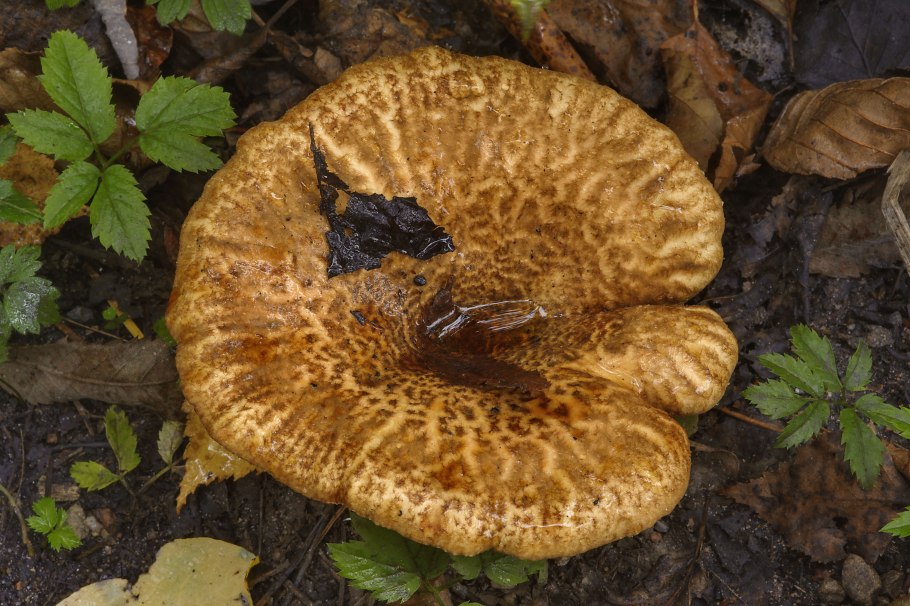 Ольховая свинушка (Paxillus filamentosus)